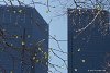 мы увидели первые листочки