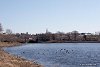 уточки плавают