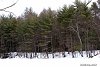 в воскресение мы поехали в лес