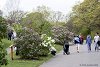 ...но вот уже май, а май значит сирень...