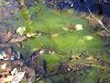 Первая зелень (хоть и водная) · А цвет такой яркий!