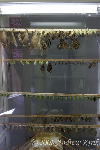 Butterflies