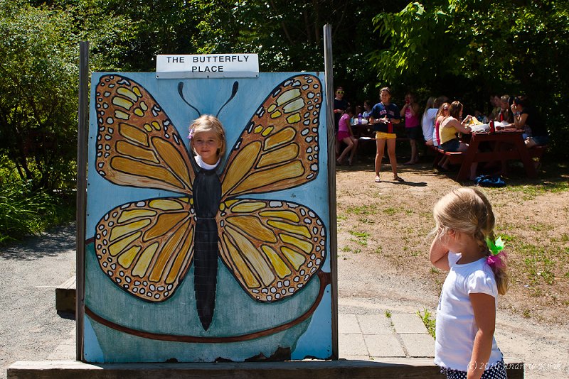 Butterflies