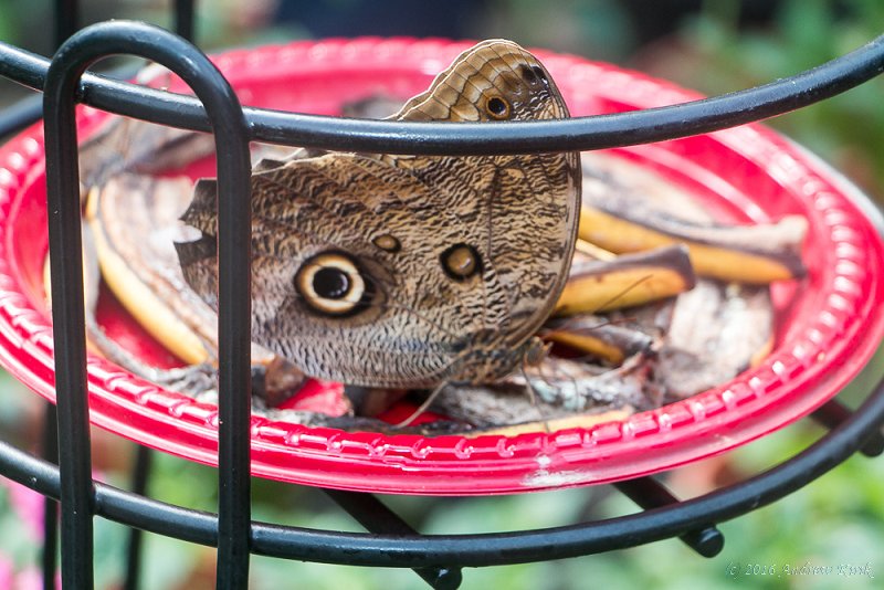 Butterfly Garden